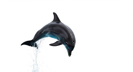Obraz premium Majestic Dolphin Leaping from the Ocean Against a Pristine White Backdrop Captures Marine Life's Agility and Grace, Showcasing the Beauty of Aquatic Mammals