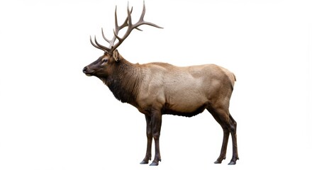 Majestic Elk Bull Portrait in Natural Light Standing Tall Against White Background Showcasing Wildlife Beauty and Antlers, Perfect for Nature and Conservation Projects.