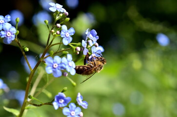 Biene auf einer Vergissmeinnichtblüte