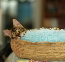 A Bengal leopard cat resting in its litter. Its name is Hua Hua, and it is a male leopard cat. We all love it.
