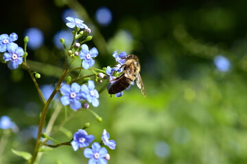 Biene auf einer Vergissmeinnichtblüte