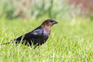 brown-headed cowbird (Molothrus ater) in spring