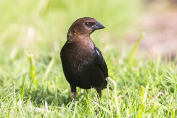 brown-headed cowbird (Molothrus ater) in spring