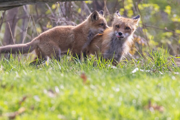 Cute baby fox in spring