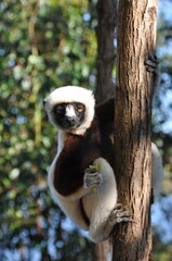 Coquerel's sifaka lemur on the island of Madagascar