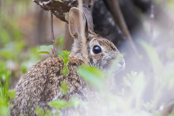 eastern cottontail (Sylvilagus floridanus) portrait