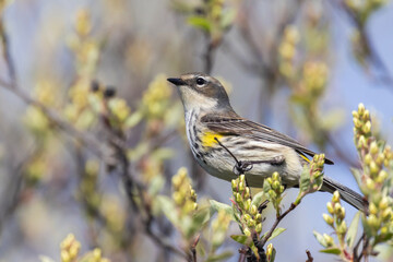 Female yellow-rumped warbler (Setophaga coronata)