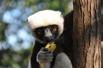 Coquerel's sifaka lemur on the island of Madagascar