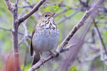  hermit thrush (Catharus guttatus) feeding with sumac