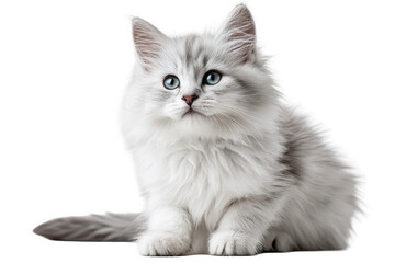 Adorable fluffy white on transparent background