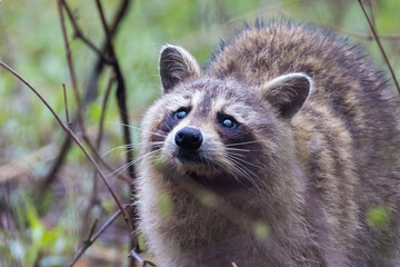 American, northern or common raccoon (also spelled racoon) in spring