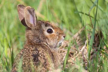eastern cottontail (Sylvilagus floridanus) portrait