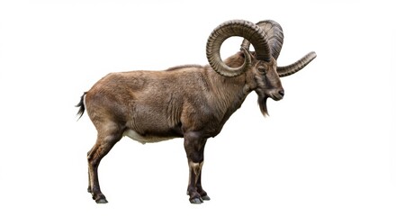 Fototapeta premium Majestic Markhor Standing Tall Isolated on White Background Showcasing Impressive Spiraled Horns, Brown Fur, and Distinctive Beard, Ideal for Wildlife and Conservation Projects