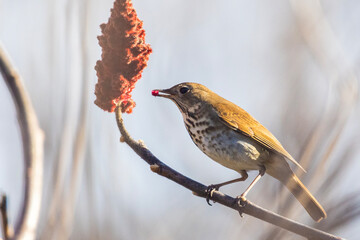 hermit thrush (Catharus guttatus) feeding with sumac