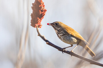  hermit thrush (Catharus guttatus) feeding with sumac