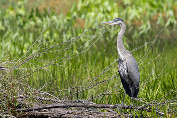 Great Blue Heron Standing on Log in Wetland Habitat