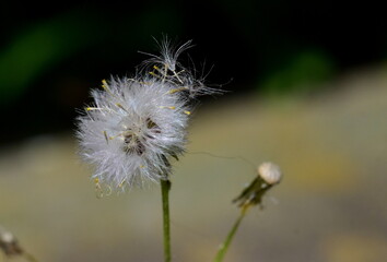 Samen fliegen von einem Waldkreuzkraut