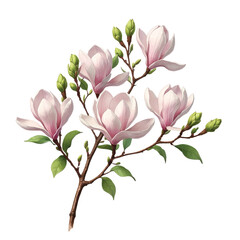 Obraz premium Elegant Magnolia Flower Branch Illustration – Pink And White Blossoms with Green Leaves on White Background