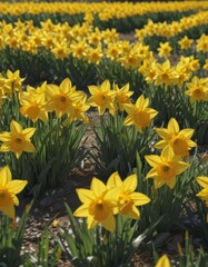 Fototapeta premium Sunlit field of vibrant yellow daffodils in full bloom, petals glistening , sunshine, vibrant
