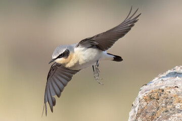 Northern wheatear