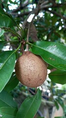 Close-up of Sapodilla Fruit on Tree