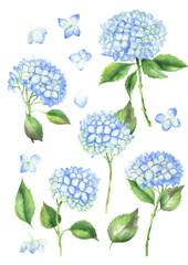Watercolor set of blue hydrangea