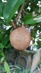 Close-up of a Sapodilla Fruit on a Tree