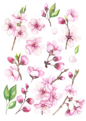 Watercolor set of cherry blossoms