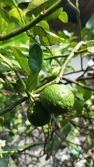 Close-up Green Lime Fruit on Tree