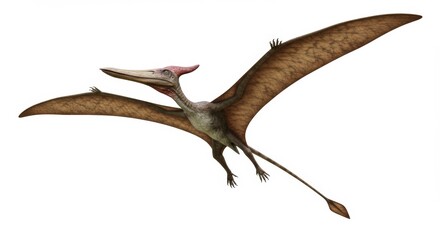 Pterodactyl soars majestically against a clean white backdrop illustration of a prehistoric flying reptile with wings spread wide, dinosaur era, extinct species, detail.