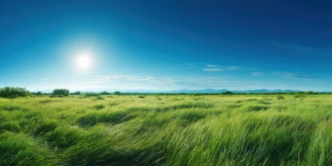 Expansive green field under a bright sun with distant mountains on a clear day