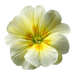 Obraz premium Close-up of a Pale Yellow Primrose Flower
