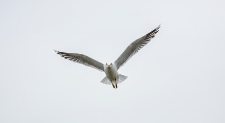 Obraz premium Seagull in Flight Against Overcast Sky, a Bird's Eye View of Freedom and Grace in Nature, Perfect for Wildlife and Avian Enthusiasts Seeking Serenity and Beauty
