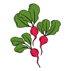 Radish colorful line art illustration.