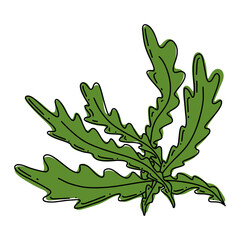 Arugula colorful line art illustration.