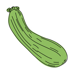 Zucchini colorful line art illustration.