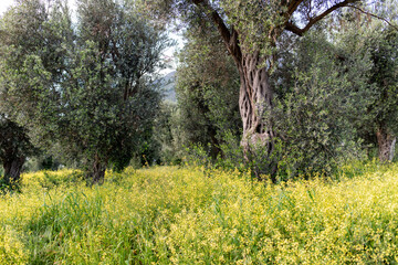 Olive trees and blooming rapeseed field in spring