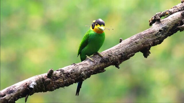 Long-tailed broadbill