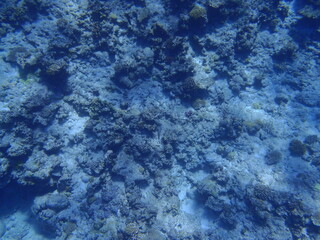 Sea Fish Water Coral Japan Okinawa