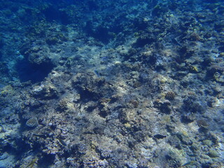 Sea Fish Water Coral Japan Okinawa
