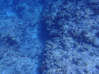 Sea Fish Water Coral Japan Okinawa