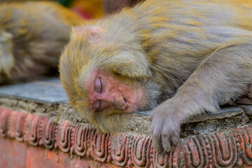 Macacos en el Templo de los Monos de Swayambhunath, en Katmandú, Nepal