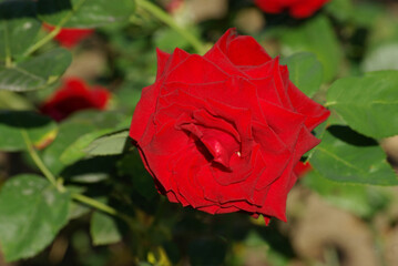 Rose rouge au jardin