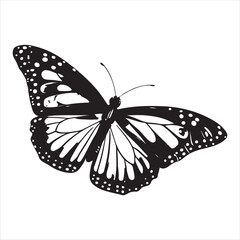 Butterfly Vector