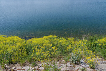 Dyers woad or Glastum (Isatis tinctoria). Large clusters of golden-yellow flowers cross-shaped...