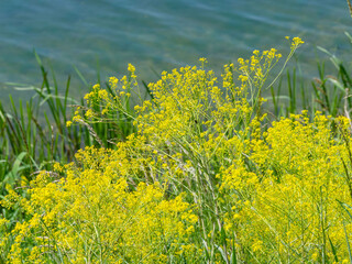 Dyer's woad plant (Isatis tinctoria). Upright plant with large terminal clusters of bright...