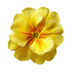 Fototapeta premium Close-up of a vibrant yellow primrose flower with orange center