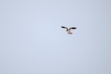 The common kestrel (Falco tinnunculus)