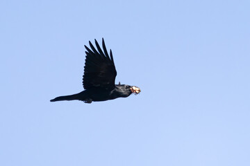 Common raven