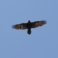 Common raven